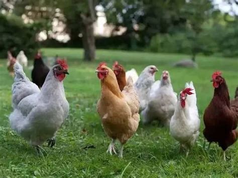 uri ng manok panabong